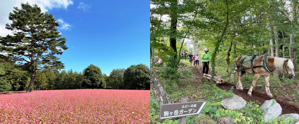 ルビーの里 |駒ケ岳ガーデン|宮田村